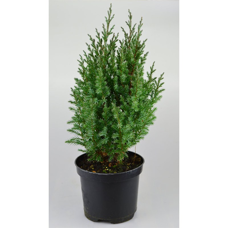 Juniperus Stricta OFFERTA 4 piante Ginepro vaso 18 